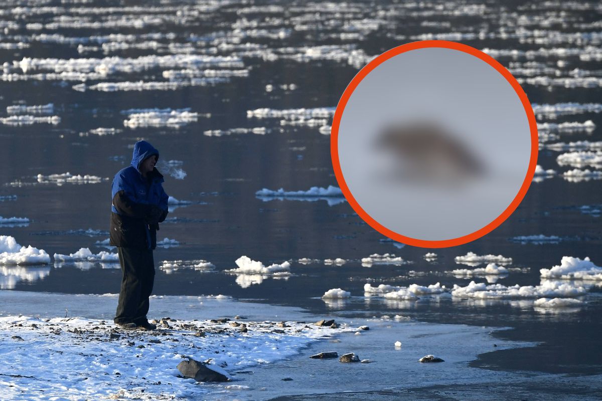 Raubtier bricht auf gefrorenem Fluss ein