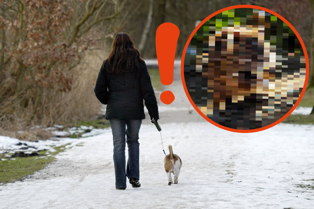 Hund in Hamburg: Plage! Pass bloß auf deinen Vierbeiner auf – DIESE fiesen Tiere tun ihm richtig weh