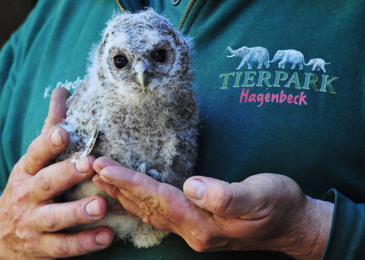 Tierpark Hagenbeck