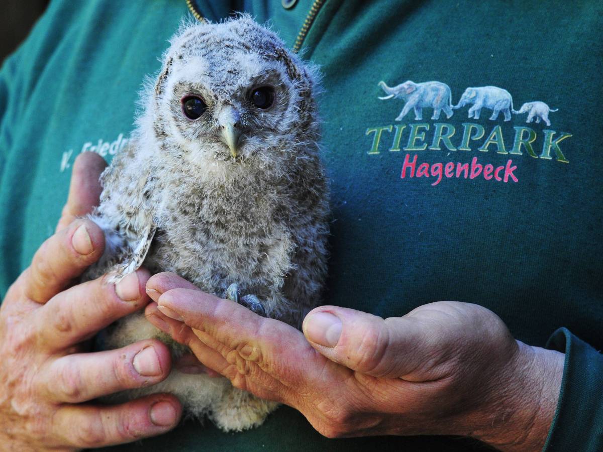 Tierpark Hagenbeck: DABEI kommt ein Pfleger an seine Grenzen – „Schon mehrere Zusammenbrüche“