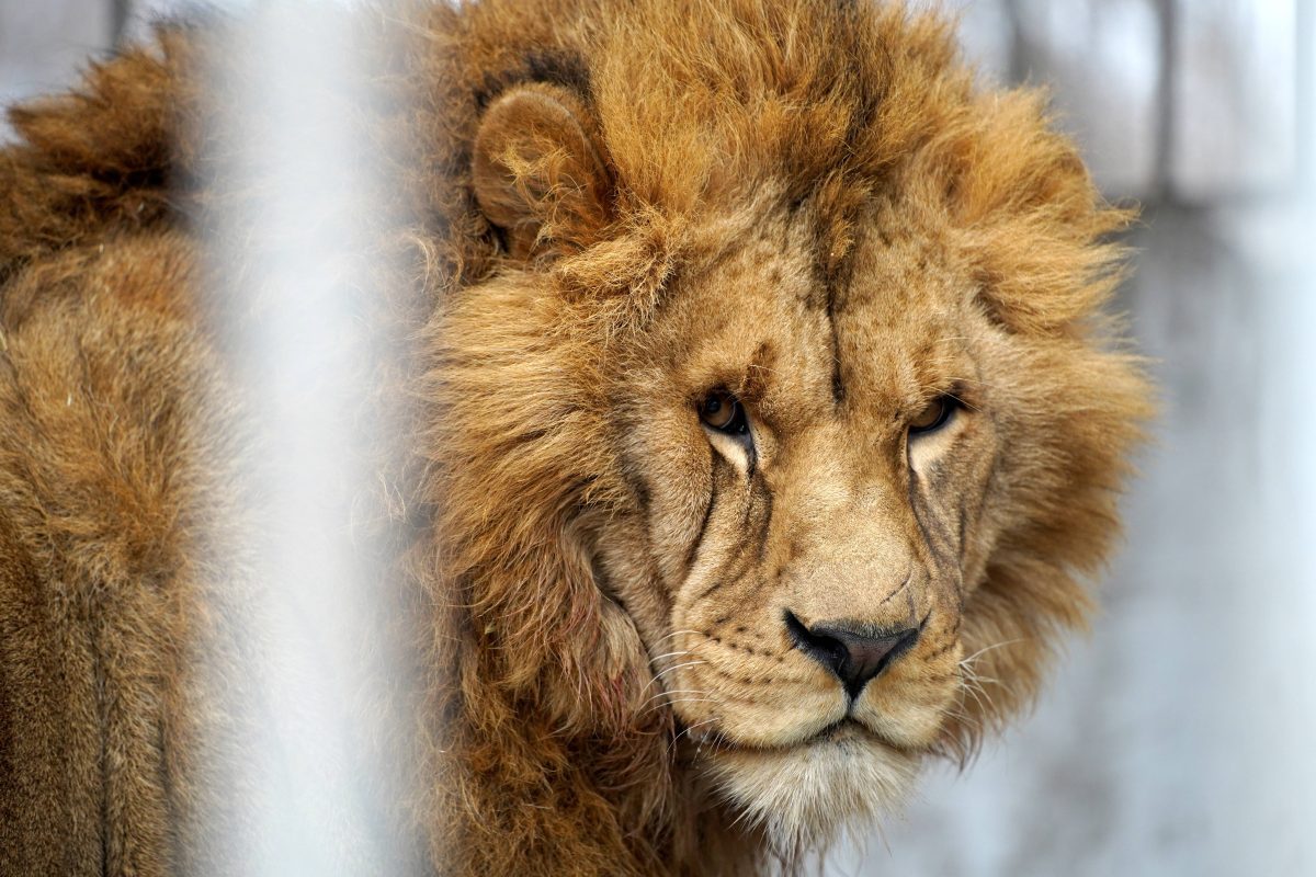 Schock in einem Zoo in Russland! Ein betrunkene Frau ist viel zu nah ans Löwengehege gegangen – mit schlimmen Folgen! (Symbolbild)