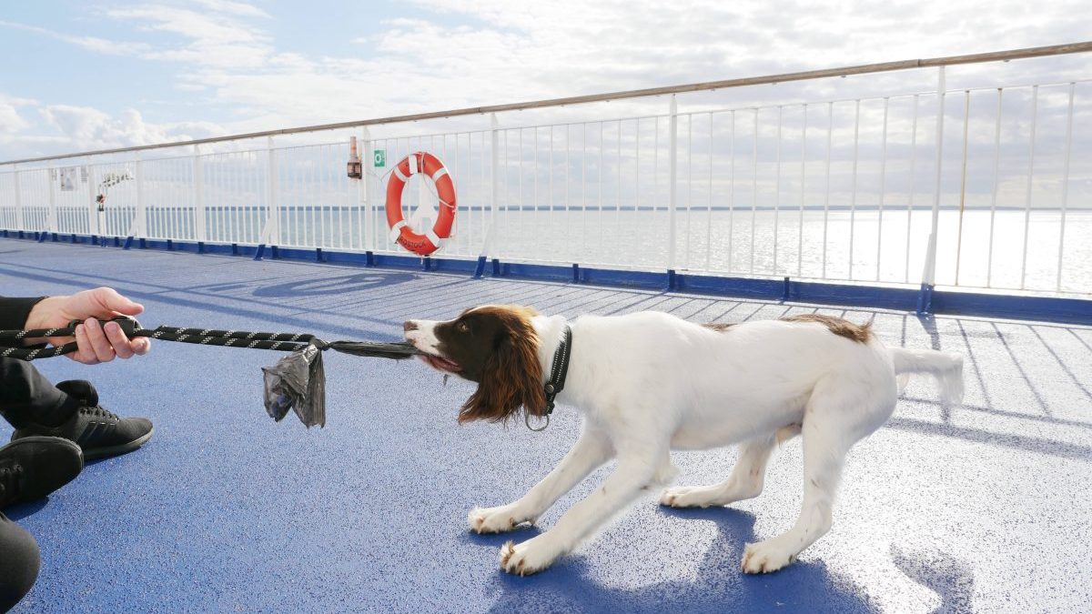 Hund mit Halter auf Kreuzfahrt-Schiff