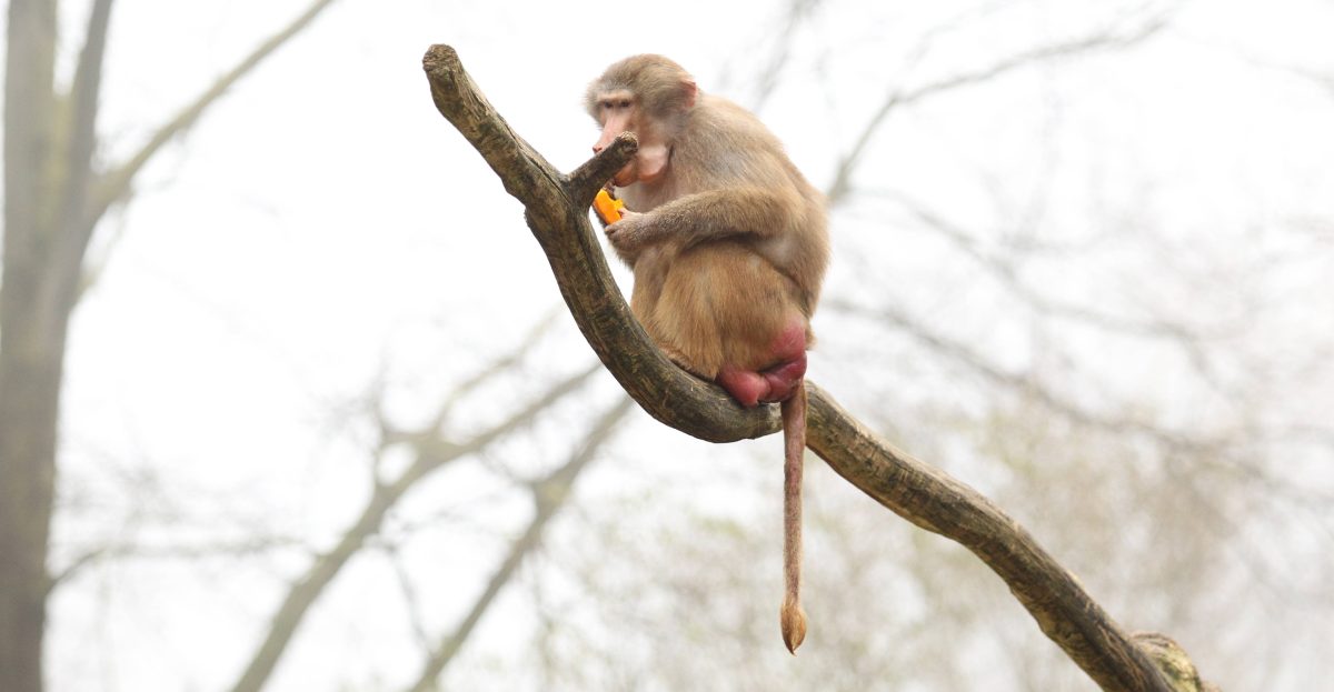 Tierpark Hagenbeck