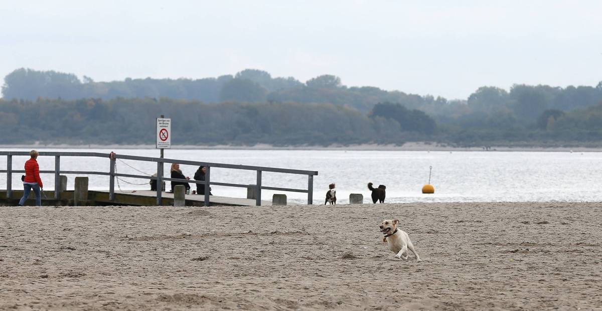 Hund an der Ostsee
