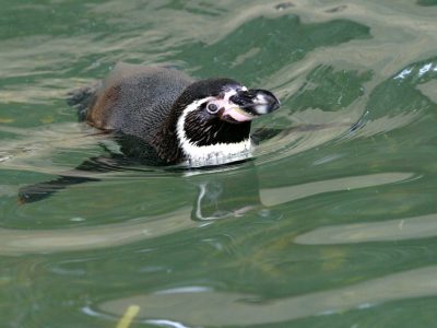 Zoo Rostock