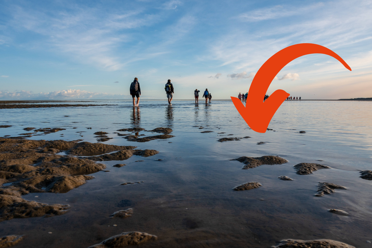 Im Watt an der Nordsee verstecken sich viele Schätze.