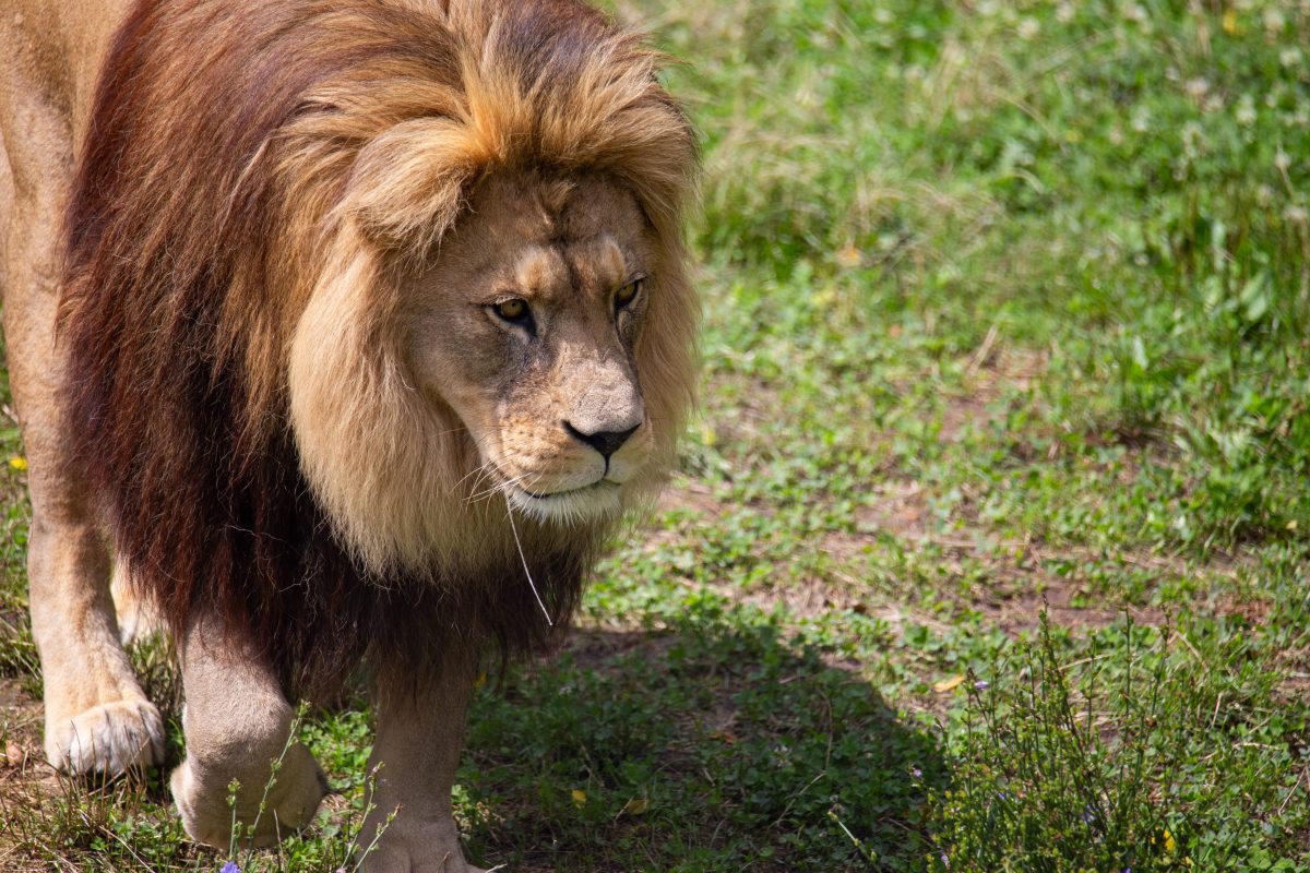 Zoo: Löwe greift Pfleger an