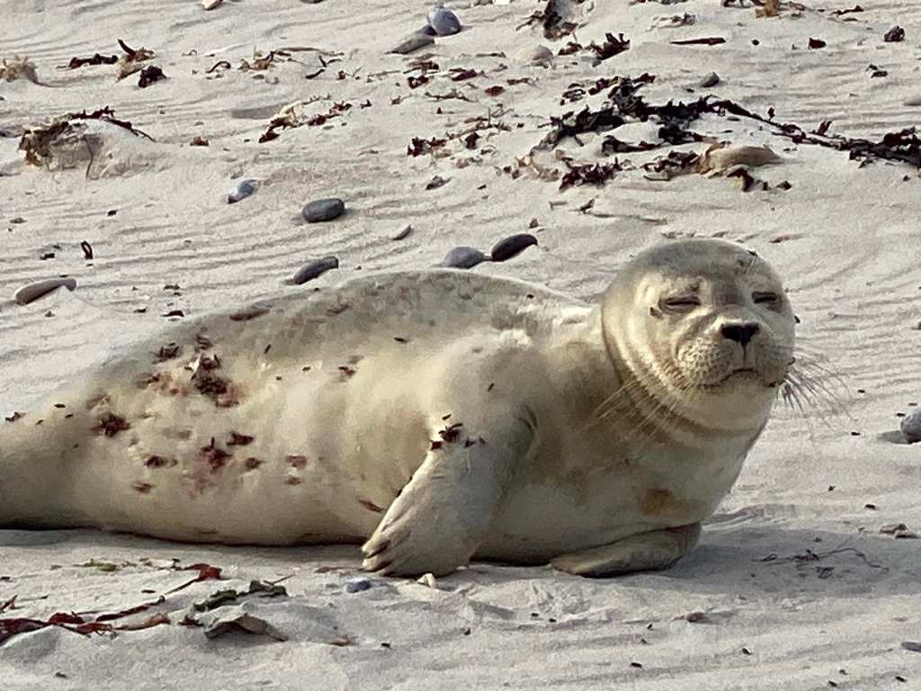 Das verletzte Tier wurde an einem Nordsee-Strand gefunden.