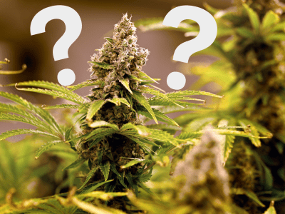 Wegen eines BKA-Papiers steht das Cannabis-Gesetz in der Schwebe.