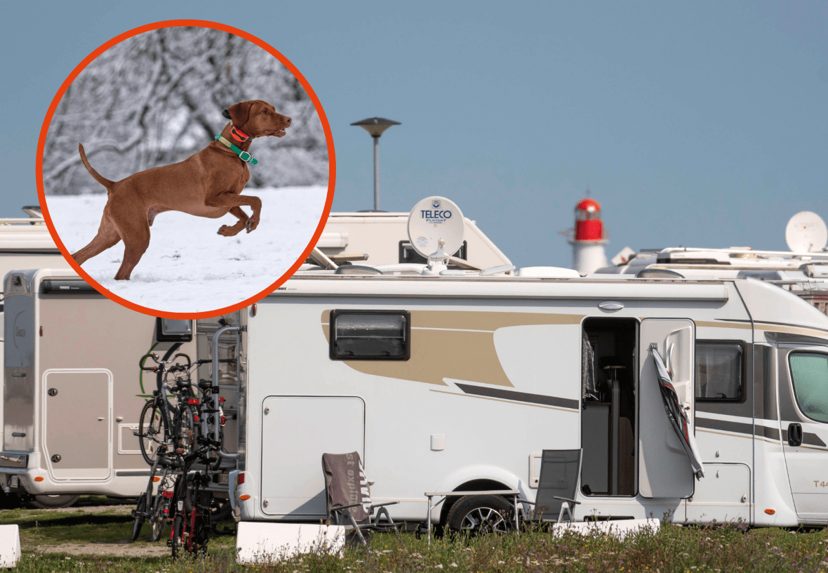 Hundebesitzer sorgen für Ärger auf dem Camping-Platz.