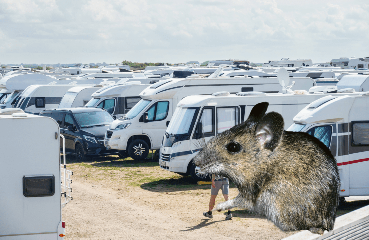 Achtung Mäuse auf dem camping-Platz!
