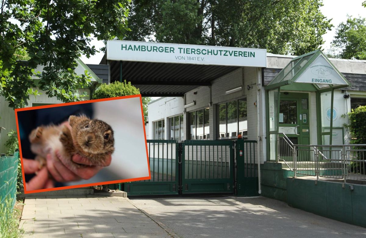 Tierheim Hamburg schlägt Alarm!