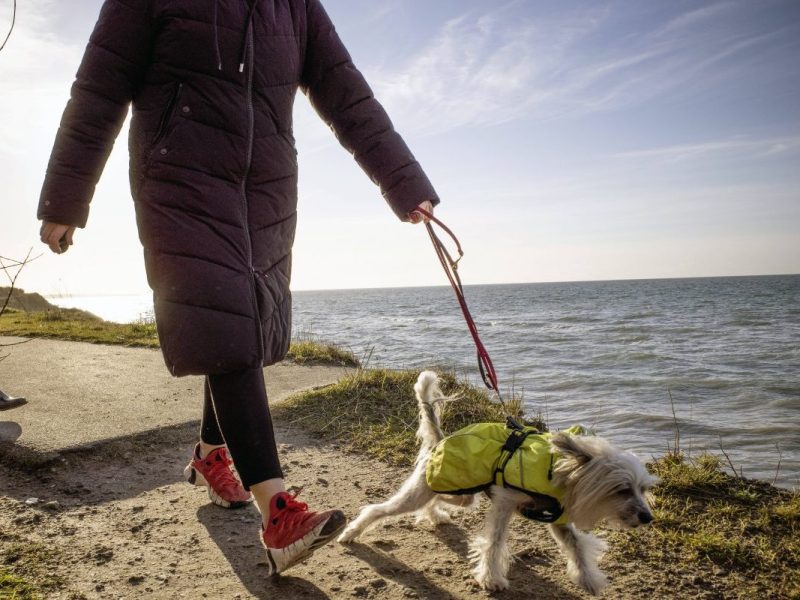 Ostsee: Verantwortungslose Hundebesitzer sorgen für Empörung auf Fehmarn – „Kann nur den Kopf schütteln“