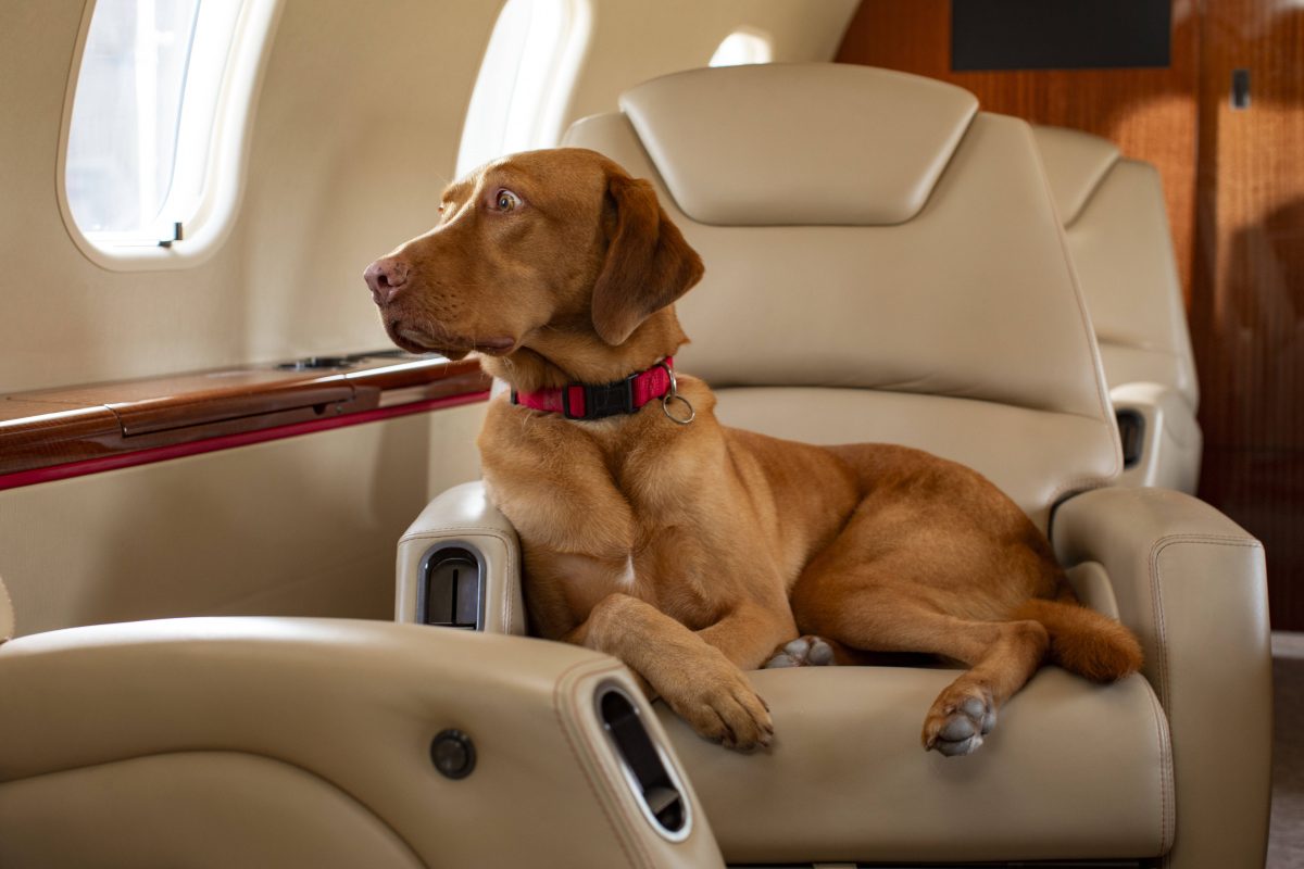 Hund: neue Airline soll Vierbeiner in den Urlaub bringen