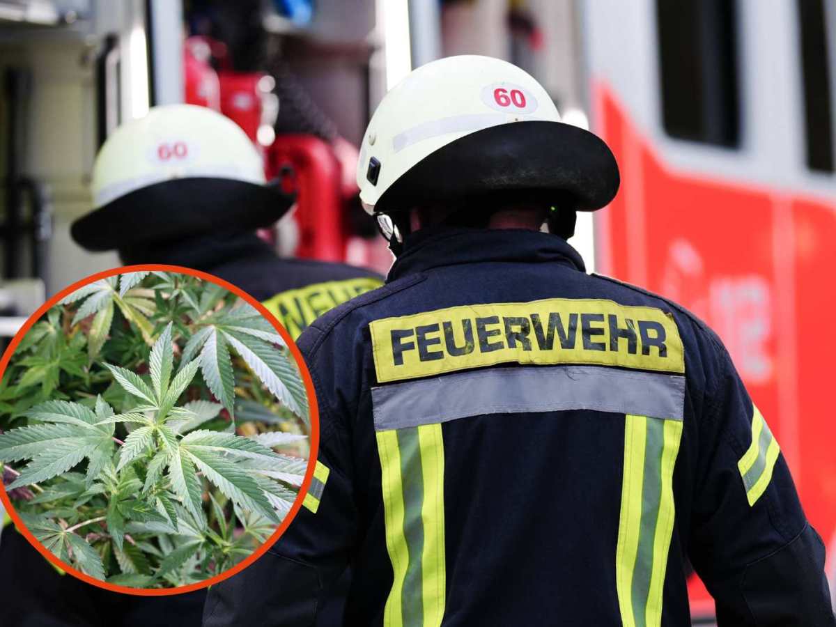 Bei einem Löscheinsatz finden Beamten Hunderte Cannabis-Pflanzen (Symbolbild).