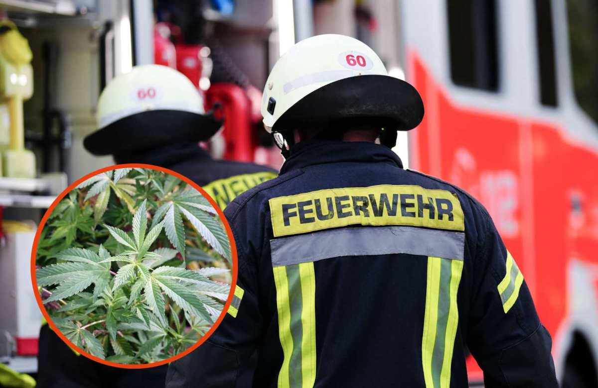 Bei einem Löscheinsatz finden Beamten Hunderte Cannabis-Pflanzen (Symbolbild).