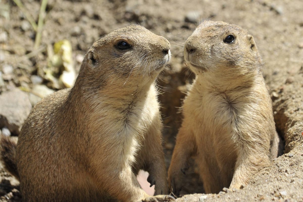 Präriehunde im Tierpark Neumünster.