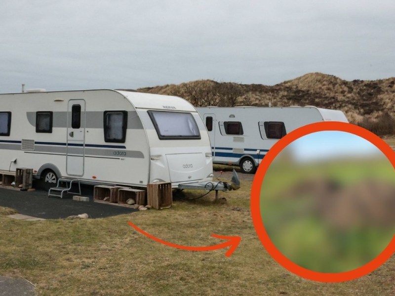 Camping: LÃ¤stige Plage zerstÃ¶rt PlÃ¤tze! Katzen-Kot und Buttermilch sollen helfen