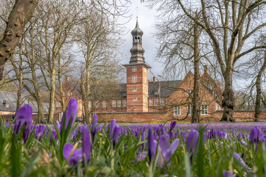 Schloss hinter Blumenfeld