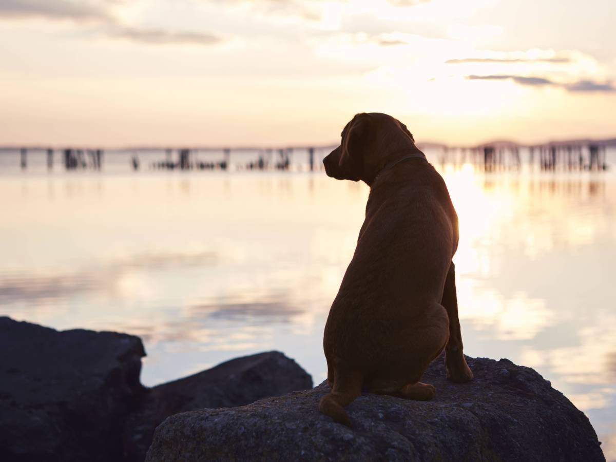 Hund auf Felsen mit Blick aufs Meer
