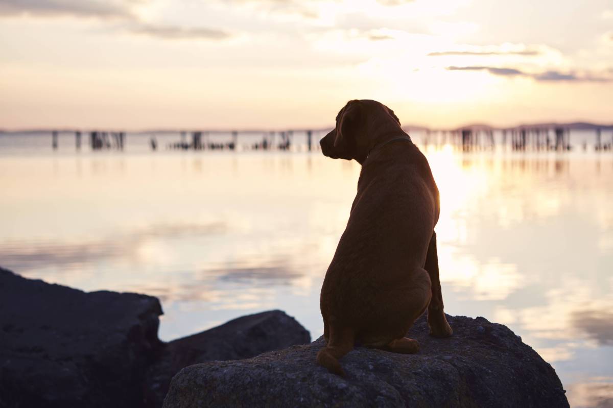 Hund auf Felsen mit Blick aufs Meer
