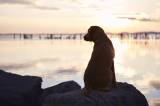 Hund auf Felsen mit Blick aufs Meer