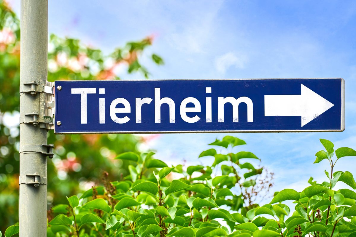 Schock in einem Tierheim im Norden (Symbolbild).