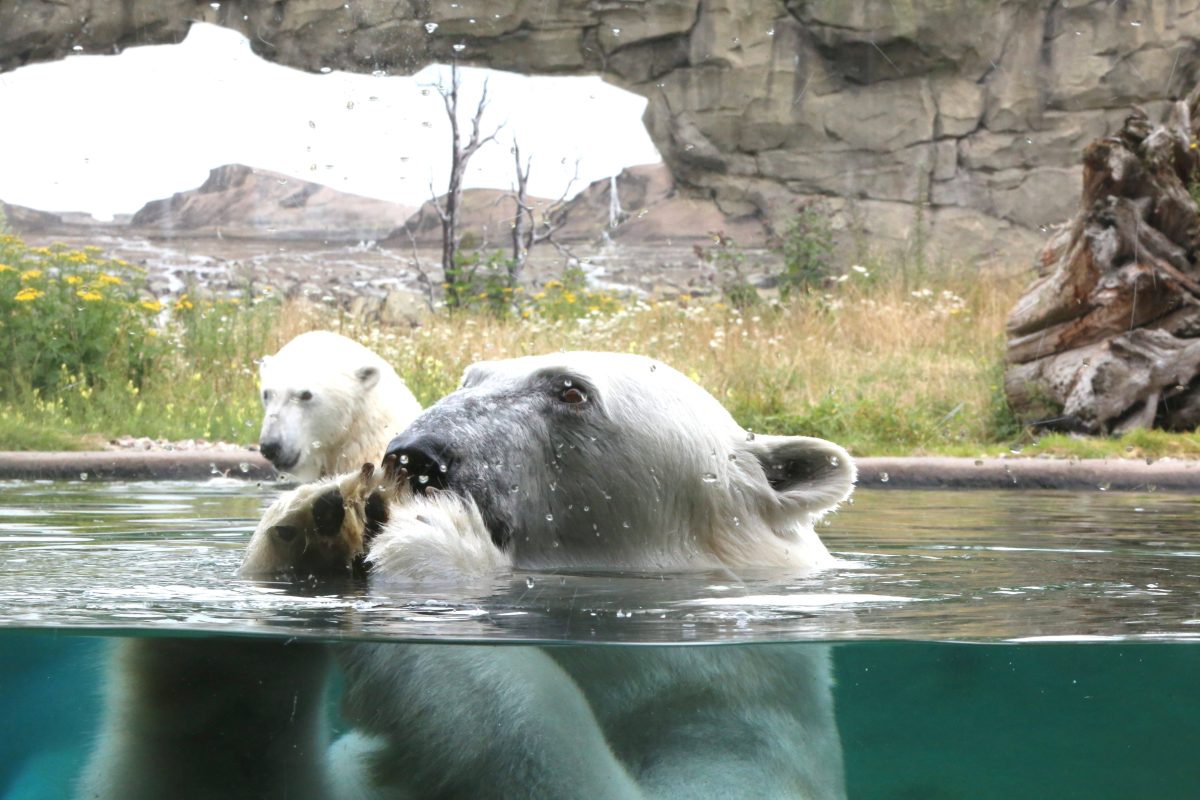 Die Eisbären im Zoo in Rostock.