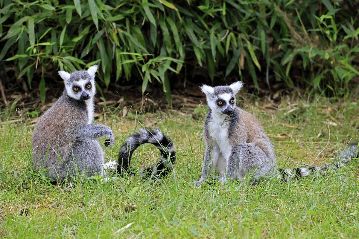 Schock bei den Kattas in einem Zoo im Norden (Symbolbild).