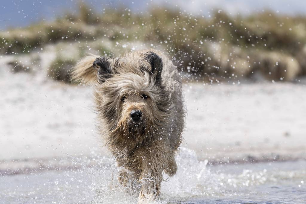 Hund am Strand
