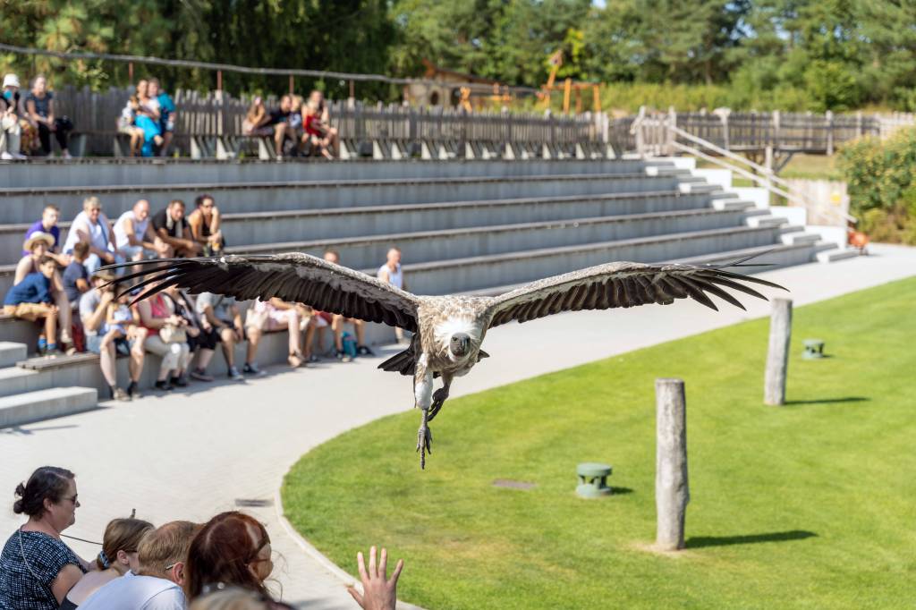 Adler fliegt durch Park