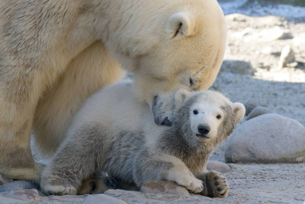 Eisbär mit Baby