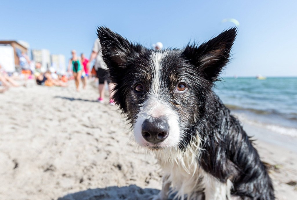 Hund am Strand
