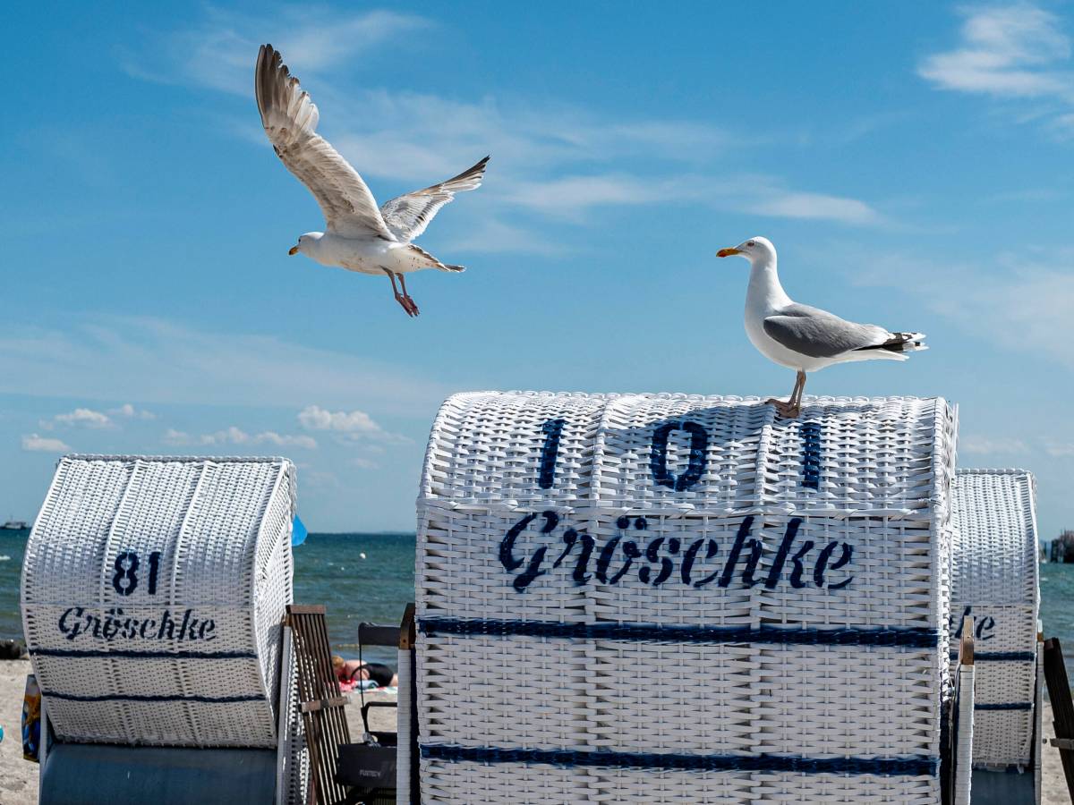 Strandkörbe mit Möwen