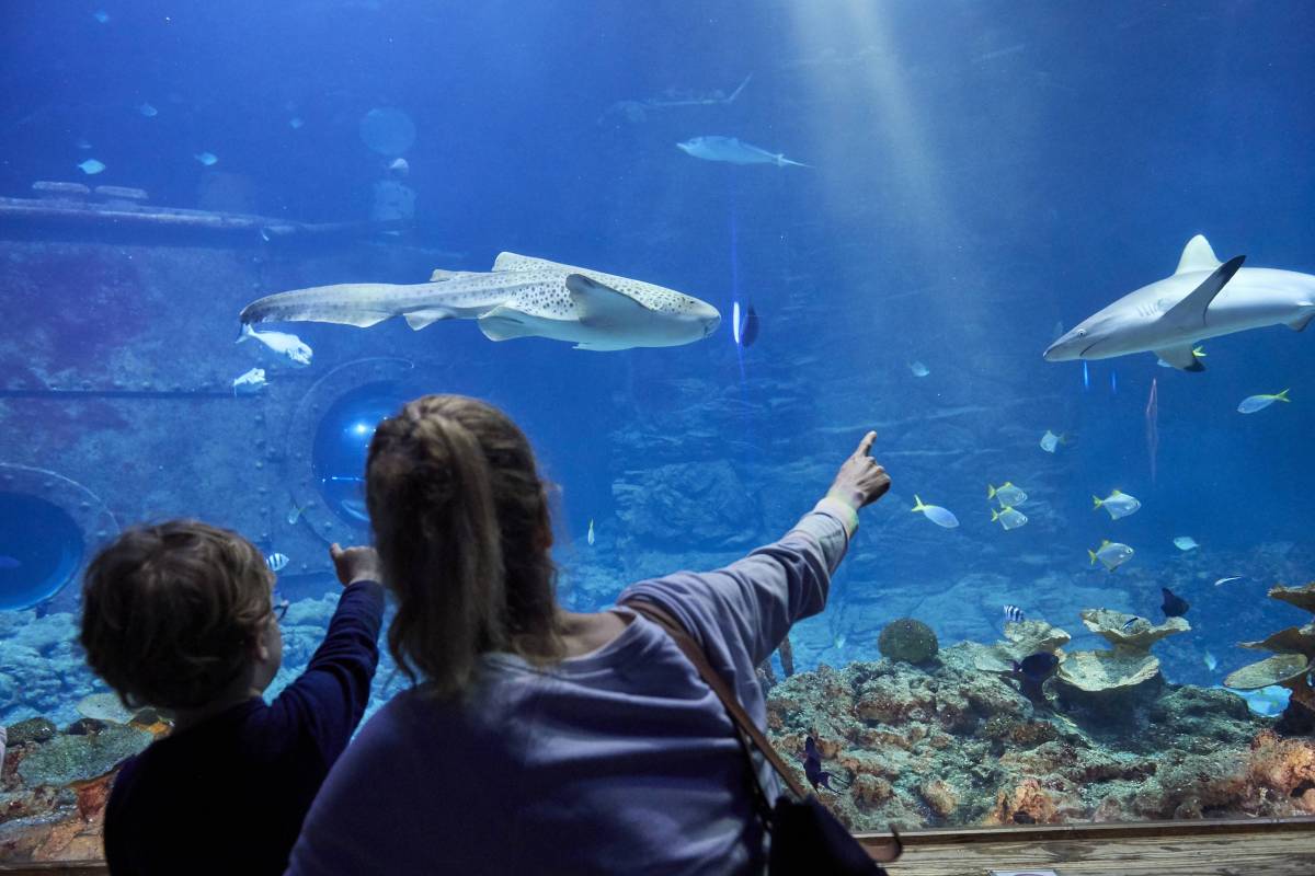 Frau und Kind zeigen auf Aquarium