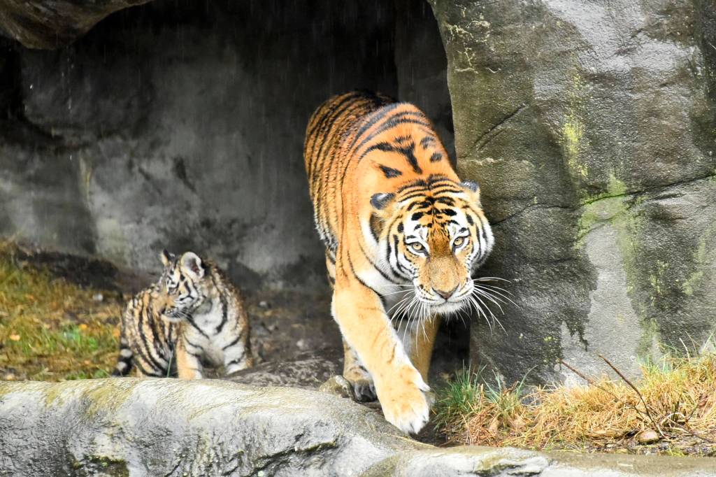 Tiger mit Baby