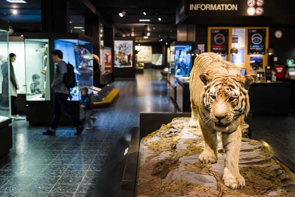 Museum mit Tierpräparaten