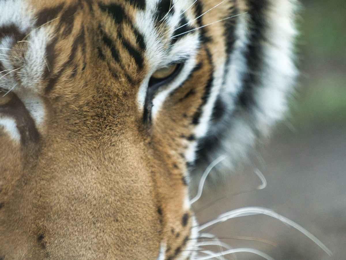 Zoo im Norden: Blutige Szenen im Gehege – Besucher können kaum hinschauen