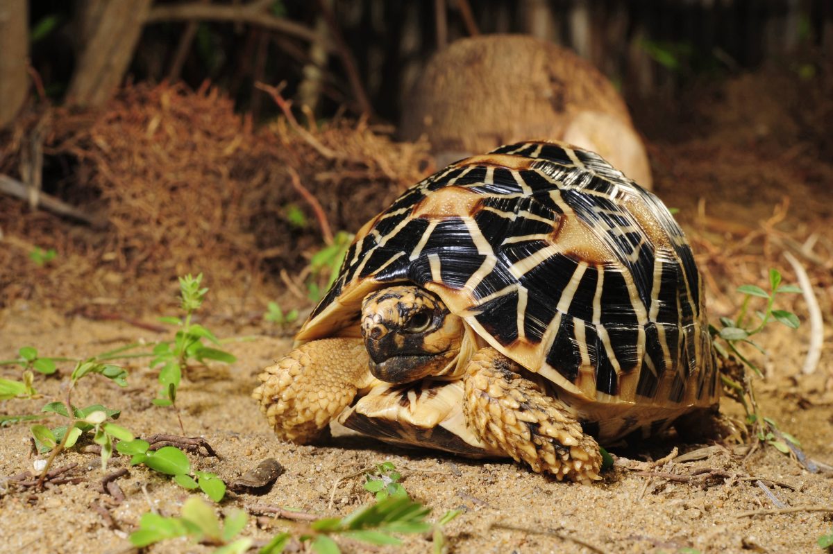 Eine Sternschildkröte (Symbolbild)