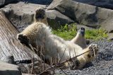 Ein Eisbär im Zoo am Meer Bremerhaven (Zoo im Norden)