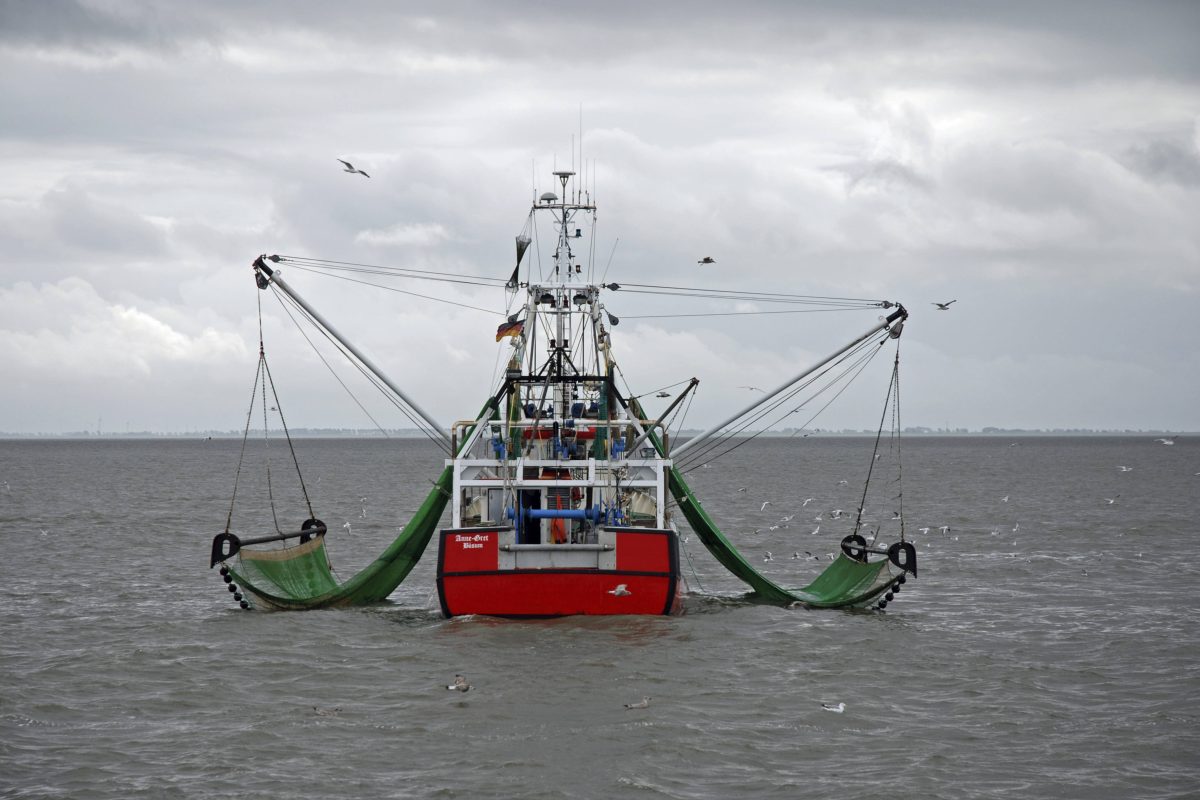 Ein Krabbenkutter in der Nordsee.