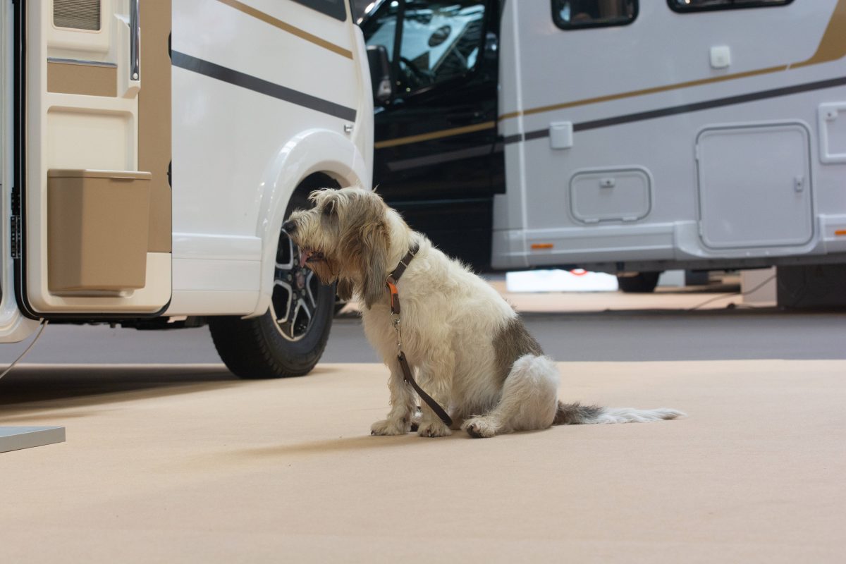 Ein Hund auf dem Camping-Platz, Symbolbild