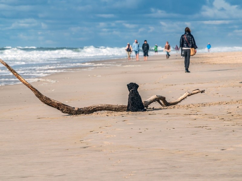 Sylt: Ordnungsgeld im Tausenderbereich – Hundehalter haben das Nachsehen