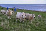Schafe an der Nordsee.