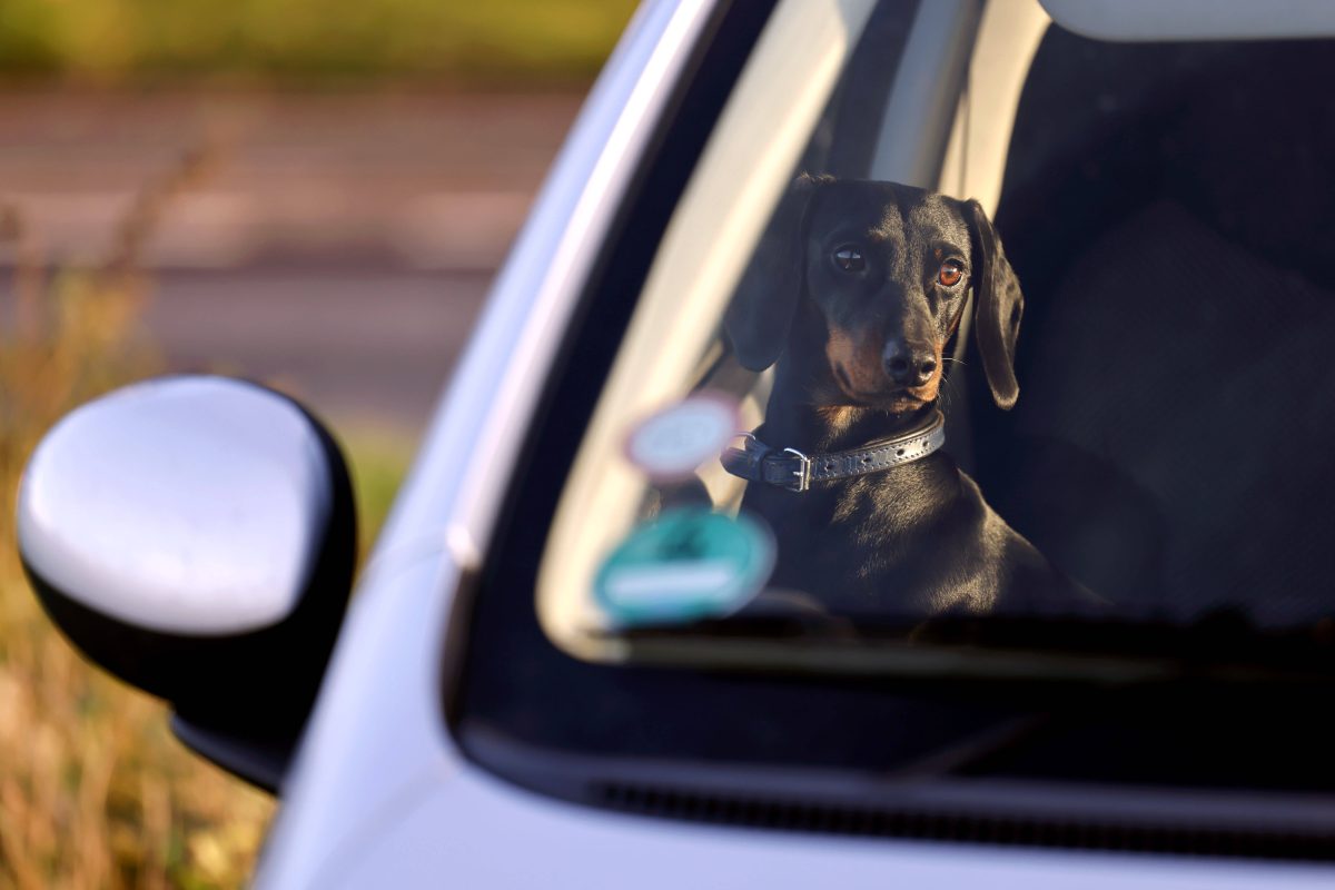 Ein Hund im Auto (Symbolbild).