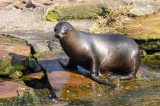 Ein Seelöwe im Zoo am Meer Bremerhaven (Symbolbild).