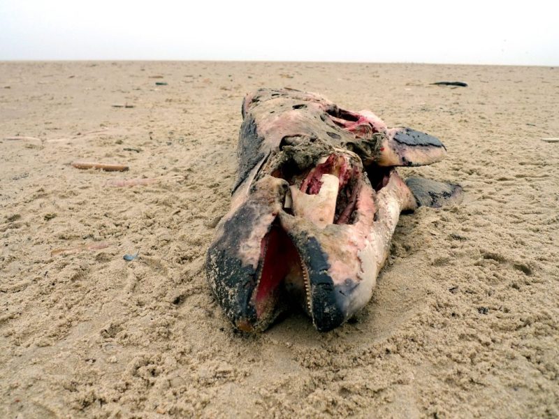 Nordsee und Ostsee: Immer mehr Wal-Kadaver – Experten kennen die Ursache
