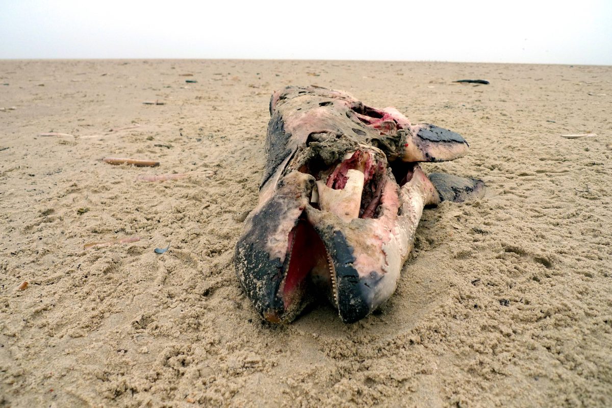 Immer mehr Wal-Kadaver in der Nordsee und Ostsee (Symbolbild)