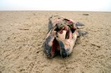 Immer mehr Wal-Kadaver in der Nordsee und Ostsee (Symbolbild)