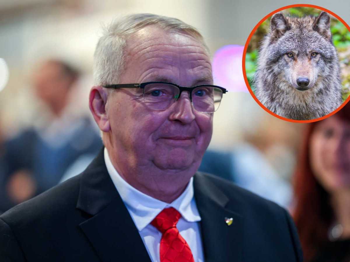 Ostsee: Minister drohen fünf Jahre Haft – weil er einen Wolf abschießen ließ
